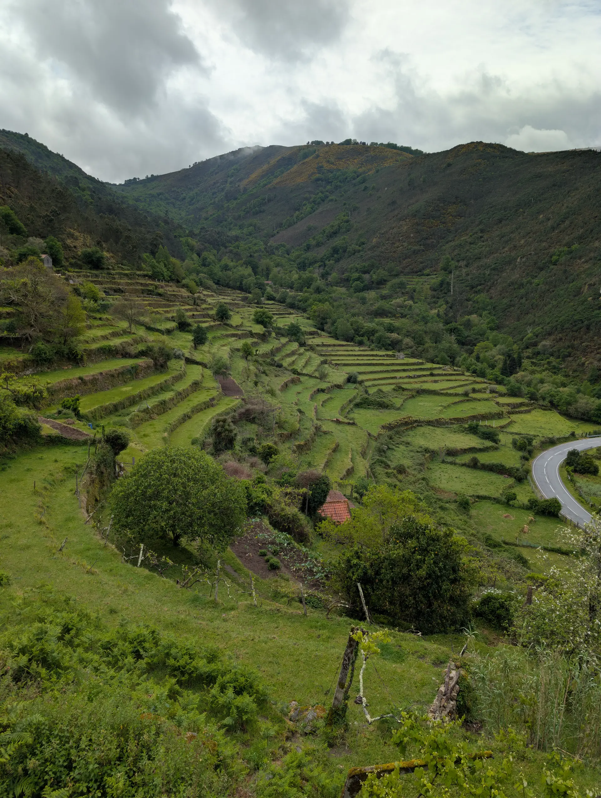 Terrassierte Landschaft mit Wegen und einzelnen Bäumen in Portugal