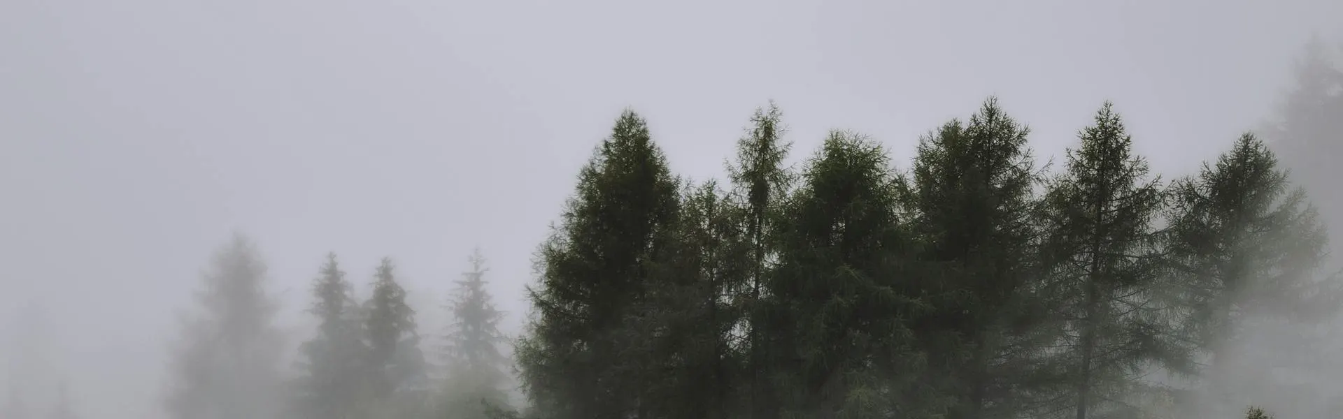 Nebelverhangene Baumspitzen - Freiraum Breathwork Blog