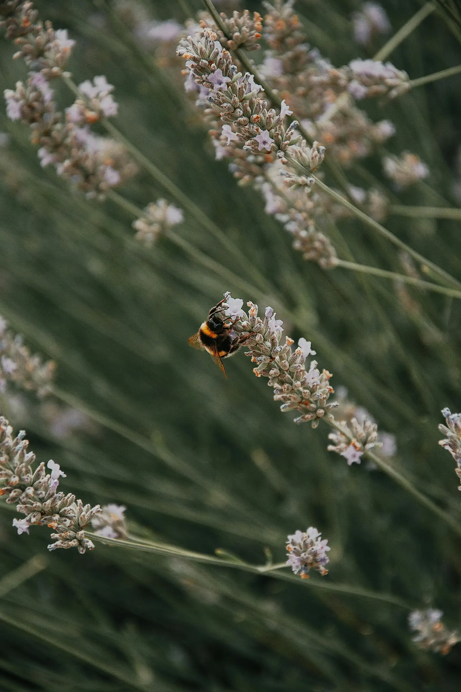 Hummel auf Lavendel in der Natur